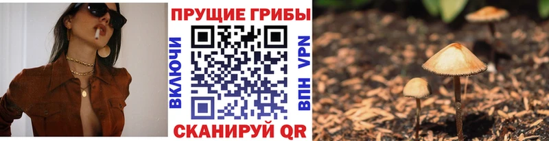 Галлюциногенные грибы Psilocybe  закладки  ссылка на мегу ТОР  Щигры 